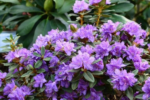 lila Rhododendron